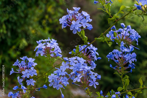 Blooming bush plumbago auriculata with pale blue flowers photo