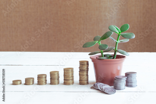 The coins are stacked on the table with house plant crassula, the concept of saving money and financial and business growth.