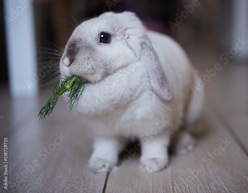cute domestic rabbit eats fresh dill at home