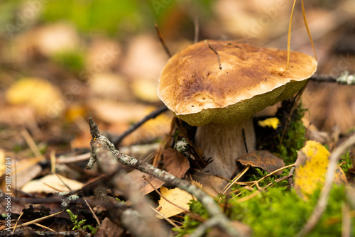 White mushroom growing in the autumn forest. Boletus. picking mushrooms