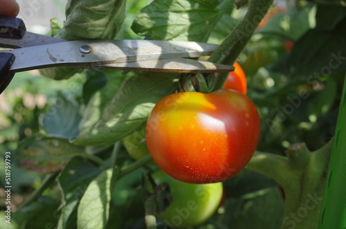 美味しい新鮮野菜を収穫しよう