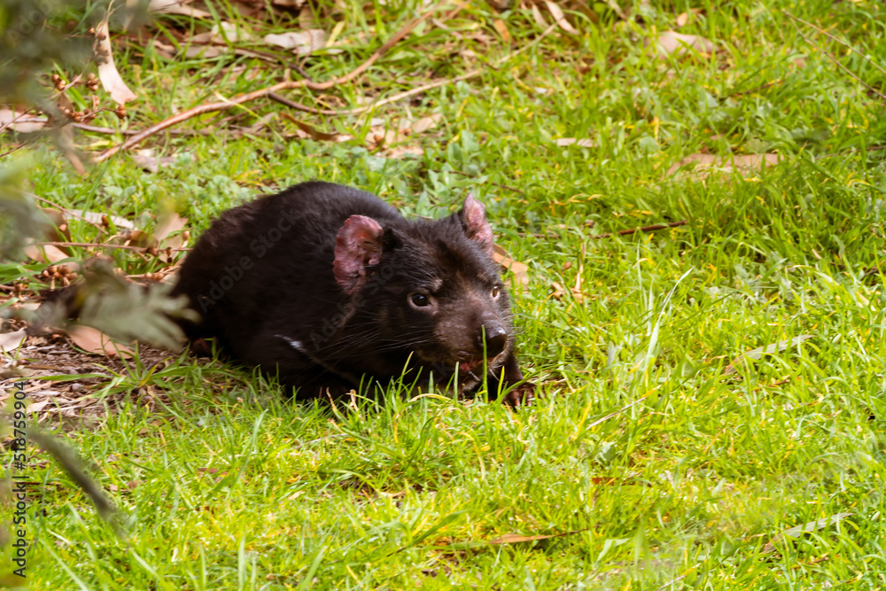 Closeup view of a Tasmanian Devil, an uncommon Australian small mammal now very rare in the wild. Closeup view of a Tasmanian Devil, an uncommon Australian small mammal now very rare in the wild.