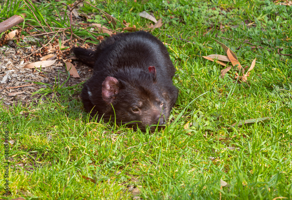 Relaxing on afternoon of Tasmanian Devil laying on green grass background. Relaxing on afternoon of Tasmanian Devil laying on green grass background.
