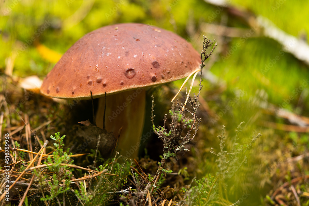White mushroom growing in the autumn forest. Boletus. picking mushrooms White mushroom growing in the autumn forest. Boletus. picking mushrooms