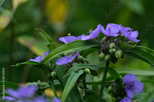 Close up of a violet purple spiderwort Tradescantia Virginiana flower bloom with a closed bud photo