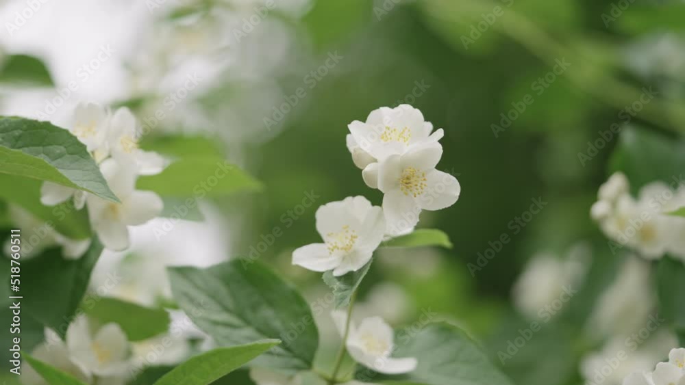Slow motion handheld shot of jasmine flowers closeup Slow motion handheld shot of jasmine flowers closeup