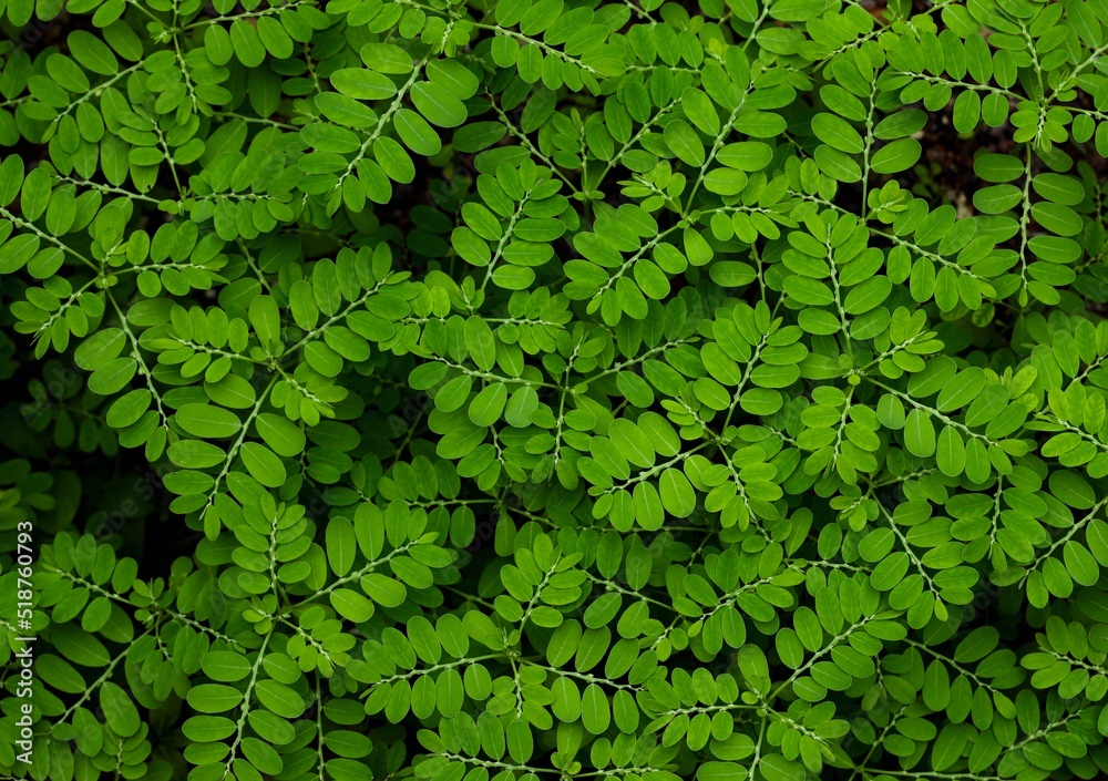 Green leaves background. Phyllanthus niruri. Gale of the wind ...