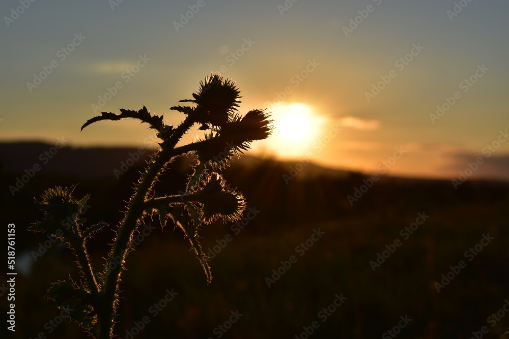Blumen-Sonnenuntergang-Sonnenschein