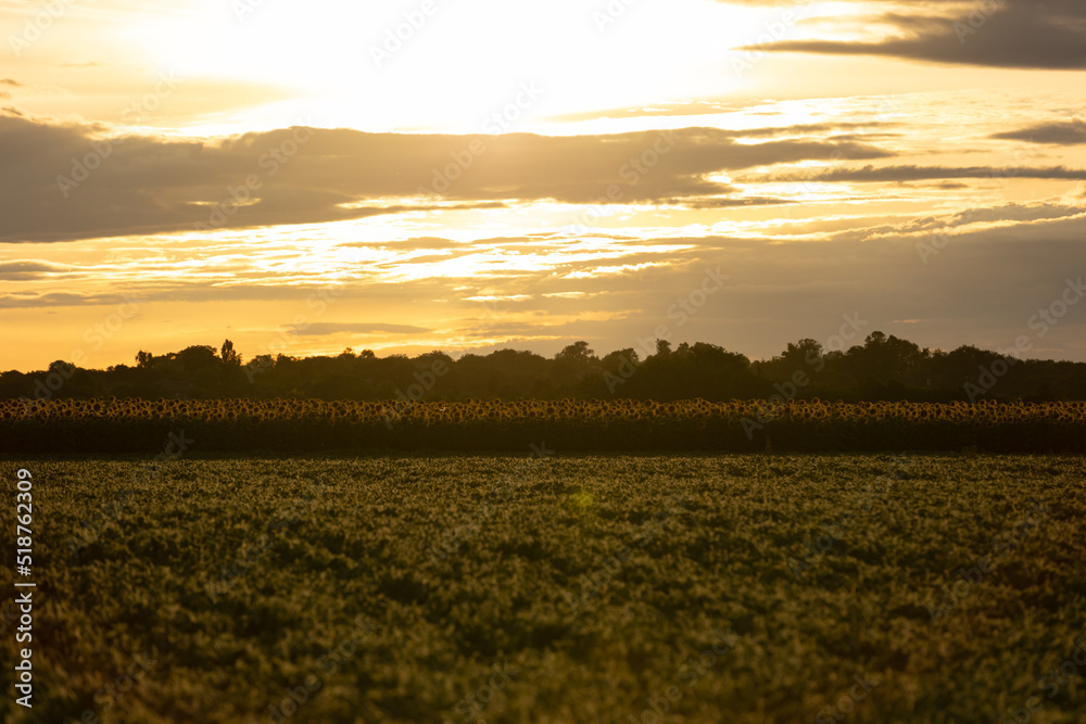 sunflowers and soybeans field in the evening