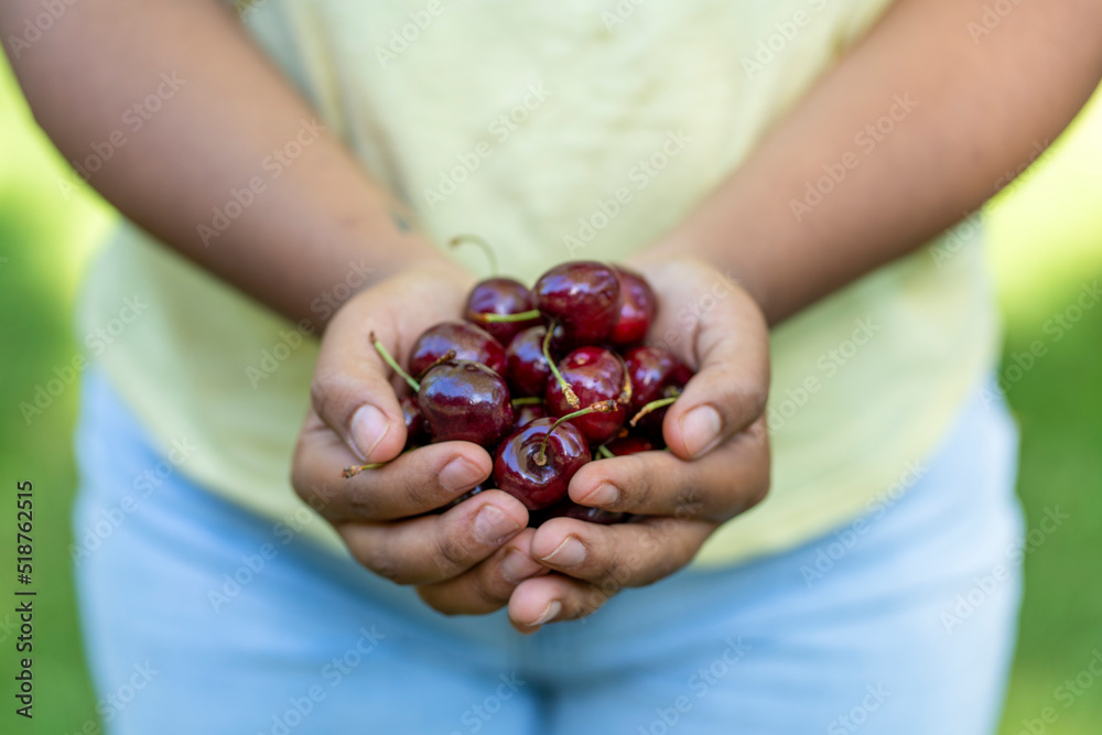 cherries woman's hands. cherries woman's hands.