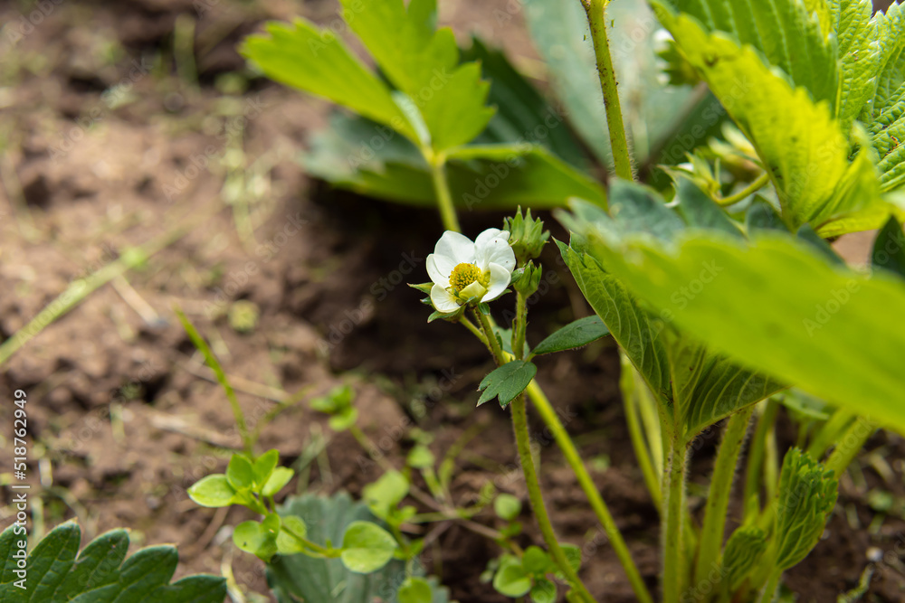Growing strawberries in the garden. Garden bed. Natural. Strawberry blossom Growing strawberries in the garden. Garden bed. Natural. Strawberry blossom