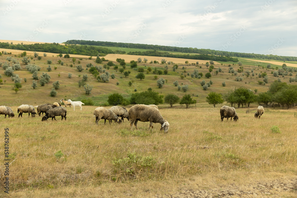 a flock of sheep grazing on the hill