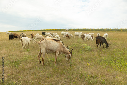 herd of goats graze on a field. goats eat grass