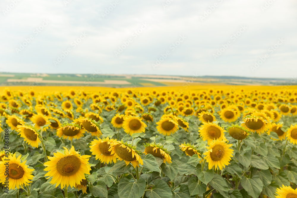 a field of blooming sunflowers. sunflowers ready for harvest