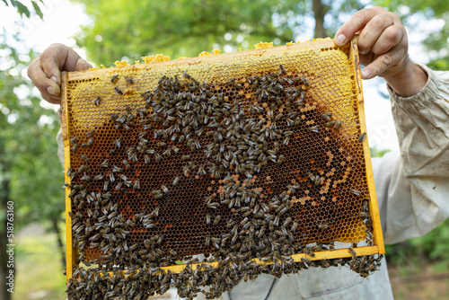 The beekeeper holds a honey cell with bees in his hands. Apiculture.