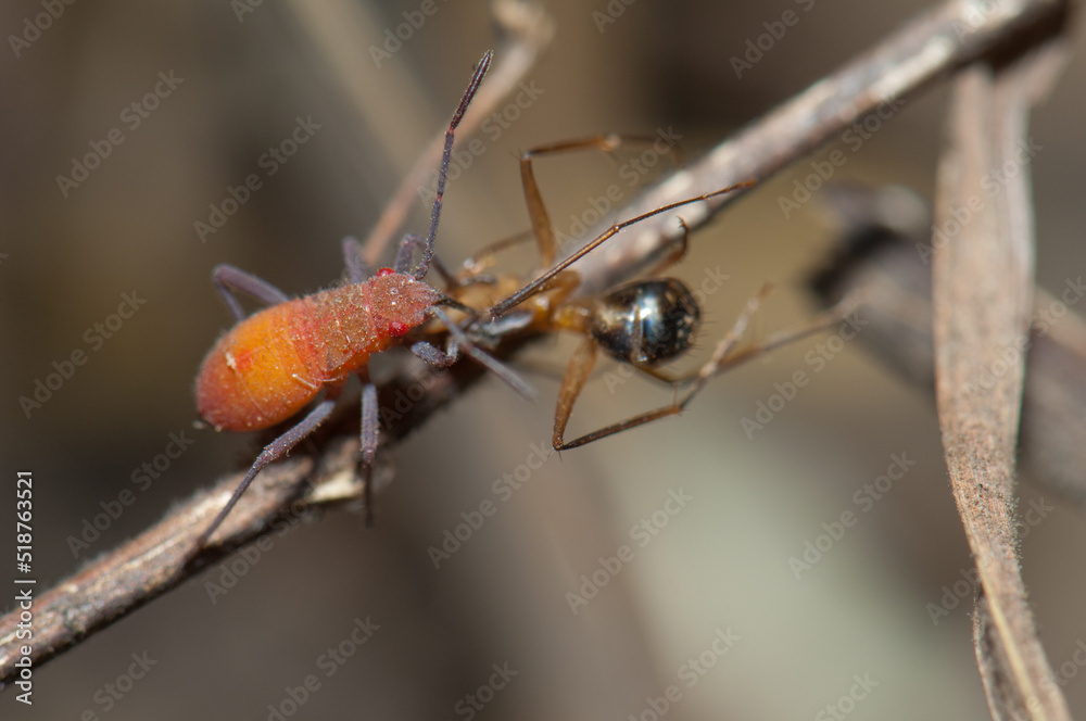 Fototapeta premium Hemiptera feeding on an ant. Niokolo Koba National Park. Tambacounda. Senegal.