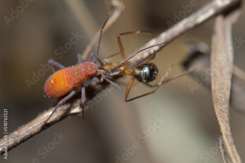 Hemiptera feeding on an ant. Niokolo Koba National Park. Tambacounda. Senegal. © Víctor