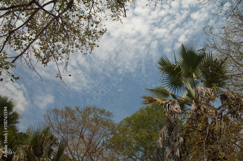 Forest and clouds in Niokolo Koba National Park. Tambacounda. Senegal. photo