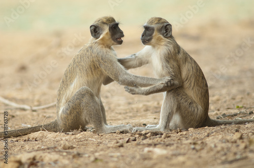 Young green monkeys Chlorocebus sabaeus playing. Niokolo Koba National Park. Tambacounda. Senegal. photo