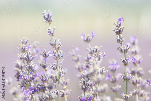 Close-up macro photography of blooming lavender (Lavandula angustifolia, Lavandula officinalis)