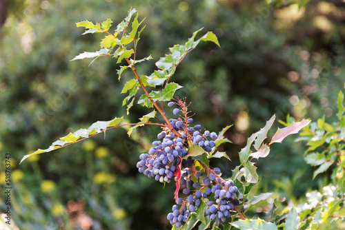 Branch of evergreen shrub Mahonia aquifolium with blue fruits on a sunny day