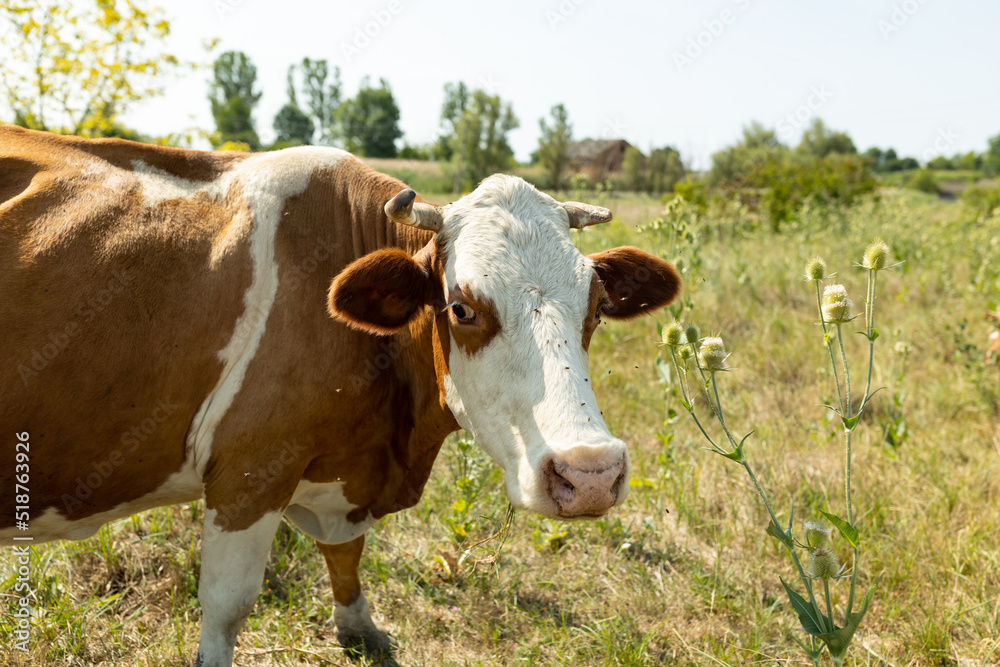 Closeup portrait of beautiful white and brown spotted cow