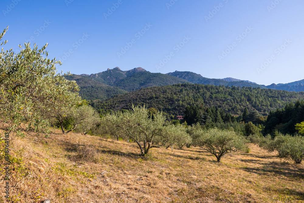 Champ d'oliviers près du village d'Olargues dans le Parc naturel régional du Haut-Languedoc
