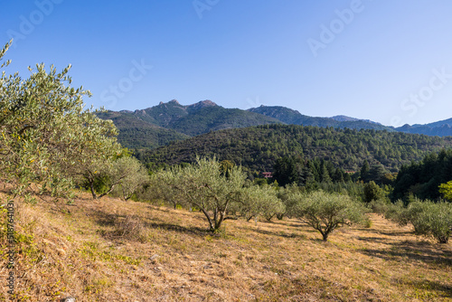 Champ d oliviers pr  s du village d Olargues dans le Parc naturel r  gional du Haut-Languedoc
