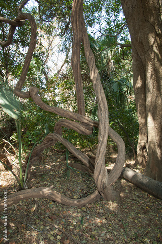 Liana in a forest of Niokolo Koba National Park. Tambacounda. Senegal.