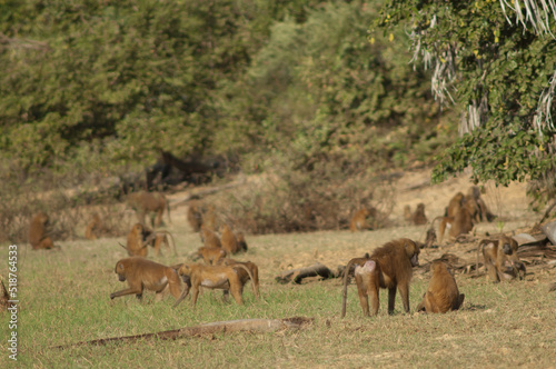 Guinea baboons Papio papio in a meadow. Niokolo Koba National Park. Tambacounda. Senegal.