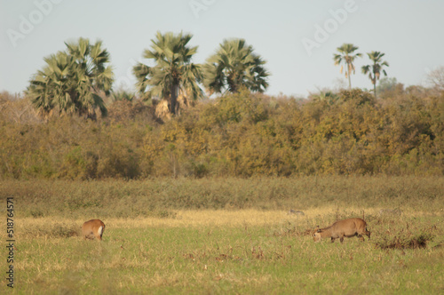 Fototapeta Naklejka Na Ścianę i Meble -  Sing-sing waterbuck Kobus ellipsiprymnus unctuosus. Females grazing. Niokolo Koba National Park. Tambacounda. Senegal.