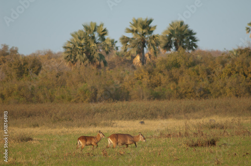 Sing-sing waterbuck Kobus ellipsiprymnus unctuosus. Female and calf. Niokolo Koba National Park. Tambacounda. Senegal.