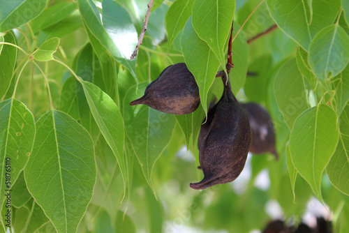 Fruits of Brachychiton populneus, commonly known as the kurrajong photo