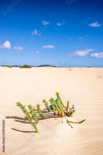 Euphorbia paralias (Strand-Wolfsmilch) in den Dünen von Corralejo auf Fuerteventura