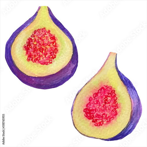 Watercolor hand drawn vector isolated illustration of purple fig fruit	