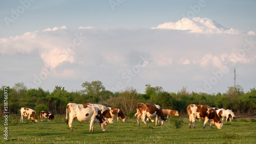 Cattle graze on pasture in spring against huge cumulonimbus cloud, cow farming in countryside and weather change © slobodan