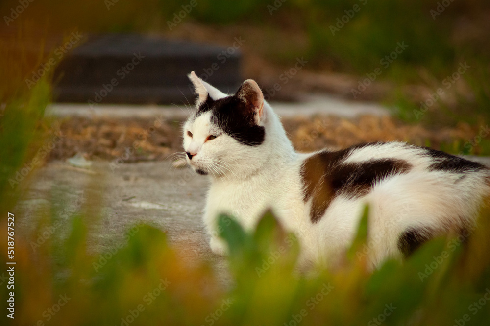 portrait of a white cat