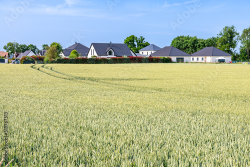 Znt. Lotissement de maisons d'habitation bordant un champ de blé. Haie et arbustes