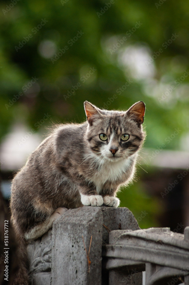 cat on the fence