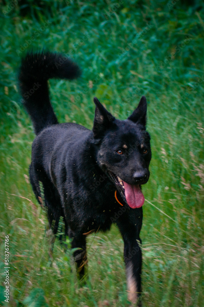 black dog black dog