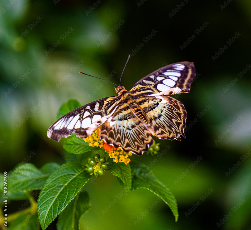 Fototapeta premium Clipper Parthenos sylvia violacea (Papilio sylvia) adult, enjoying fruit for lunch.