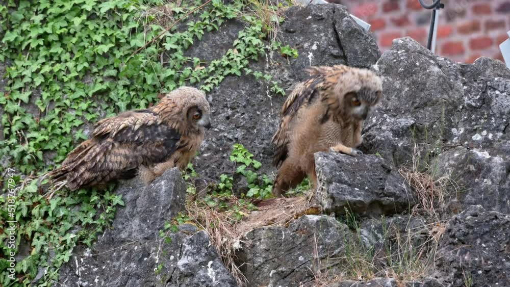 Eurasian eagle-owl (Bubo bubo), two youngster on a rock, Heinsberg, North Rhine-Westphalia, Germany Eurasian eagle-owl (Bubo bubo), two youngster on a rock, Heinsberg, North Rhine-Westphalia, Germany