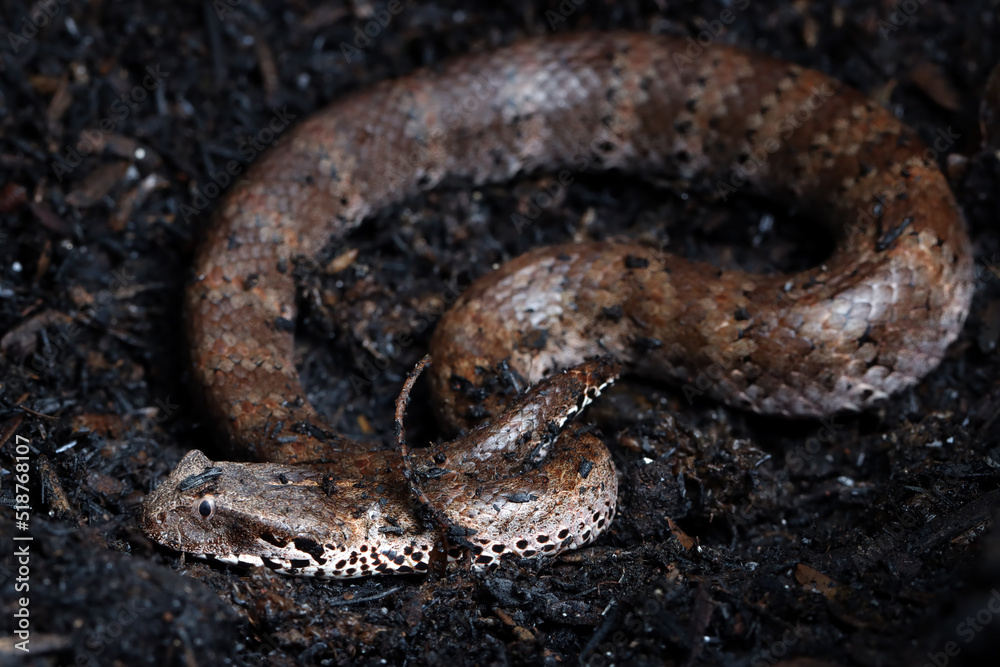 Fototapeta premium Acanthophis laevis (Smooth-scaled death adder), Indonesian Death Adder Snake