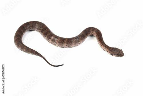 Acanthophis laevis (Smooth-scaled death adder), Indonesian Death Adder Snake on isolated background