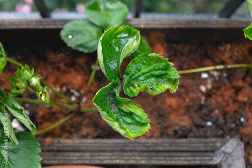 Symptoms of nutrient deficiency in Albion strawberry plant - Fragaria Ananassa - top view. Folded leaves with brown dry tips of strawberry plant in a wooden pot. Home gardening on the balcony.