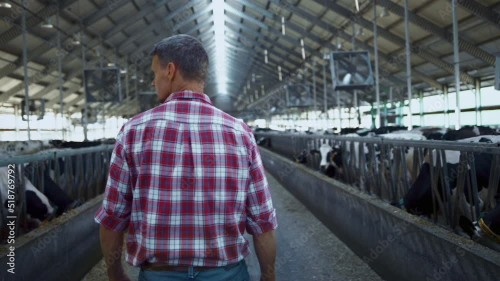 Farm entrepreneur checking cows walking between rows modern barn close up. Farm entrepreneur checking cows walking between rows modern barn close up.