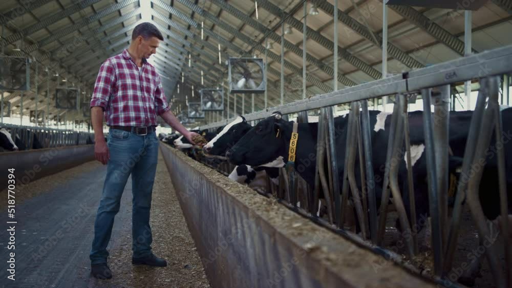 Farm worker feeding cows standing near feedlot cowshed. Farmer giving fresh hay. Farm worker feeding cows standing near feedlot cowshed. Farmer giving fresh hay.