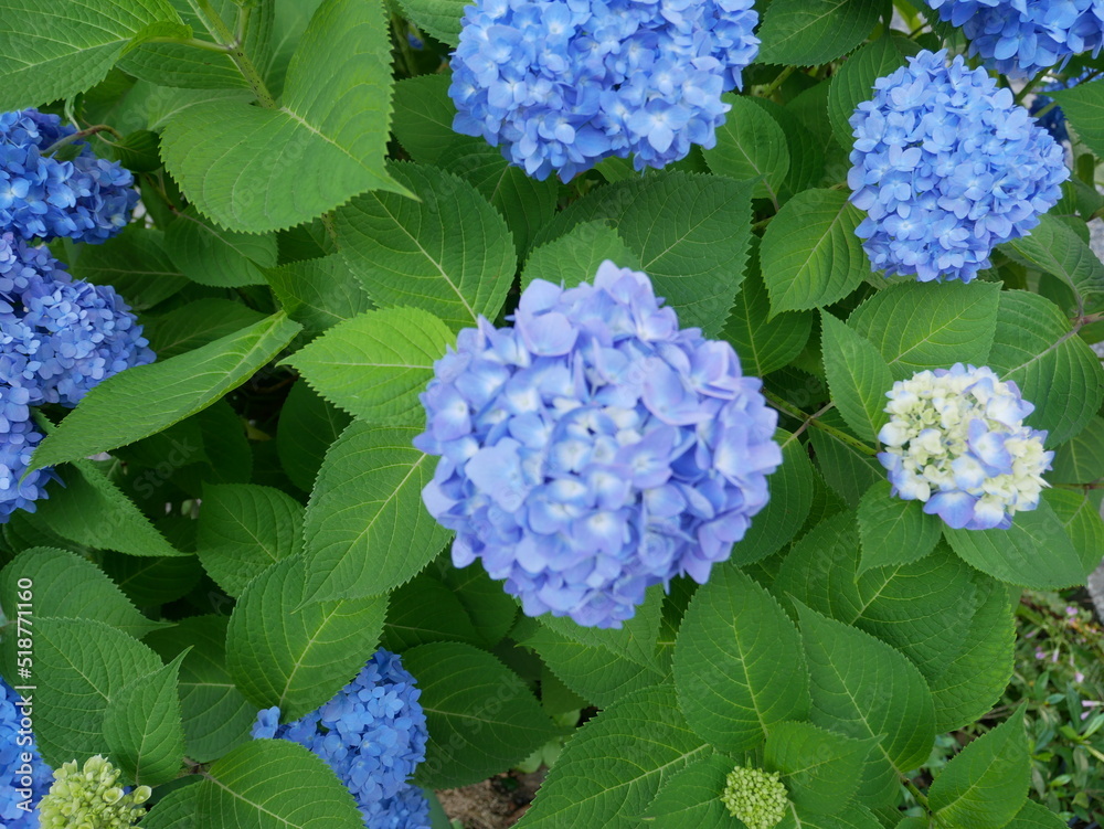 あじさい　hydrangea