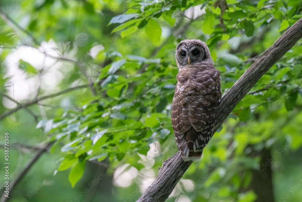 Fototapeta premium Barred Owl perched on a branch