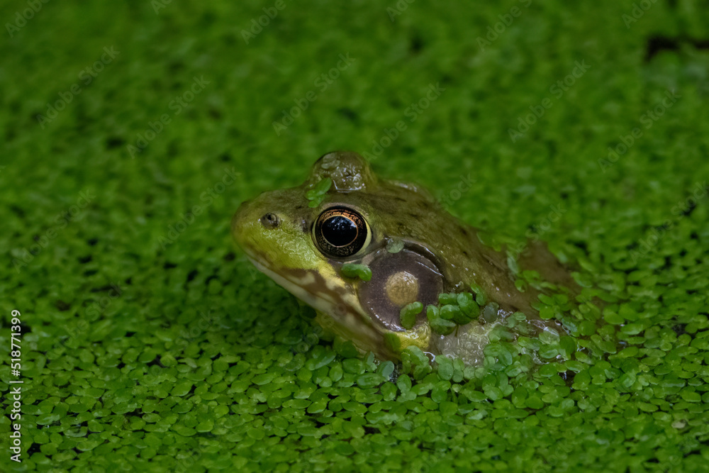 Obraz premium Cute green frog in algae